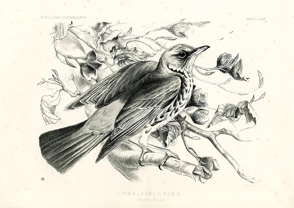 Jemima Blackburn Birds drawn from nature 1862 птицы