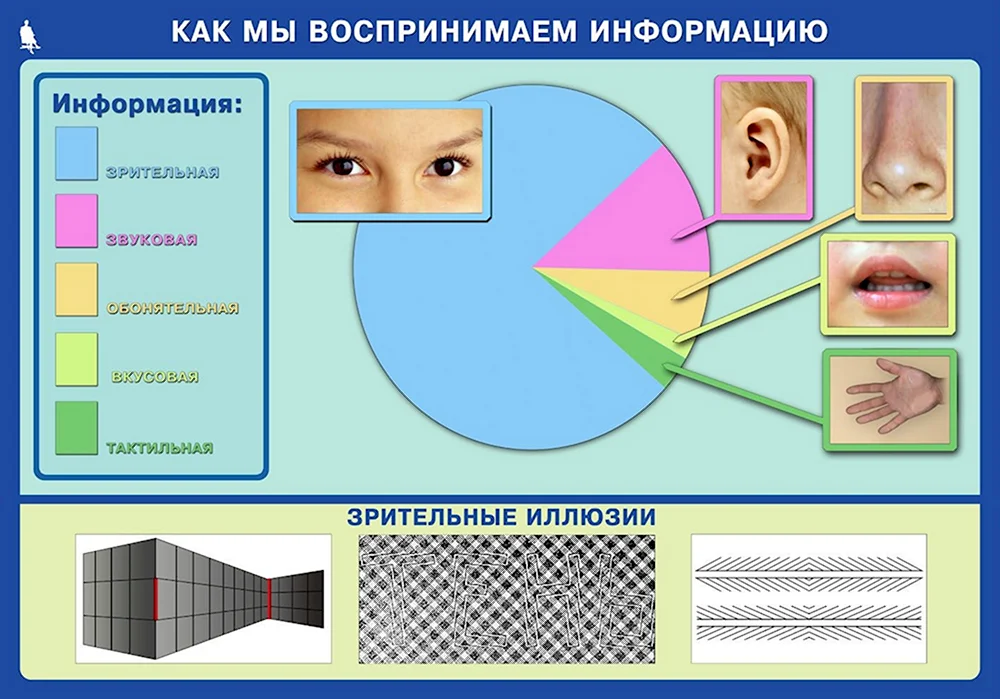 Ленточные органы чувств. Способы восприятия информации. Восприятие информации органами чувств. Восприятие информации глазами. Способы восприятия человека.