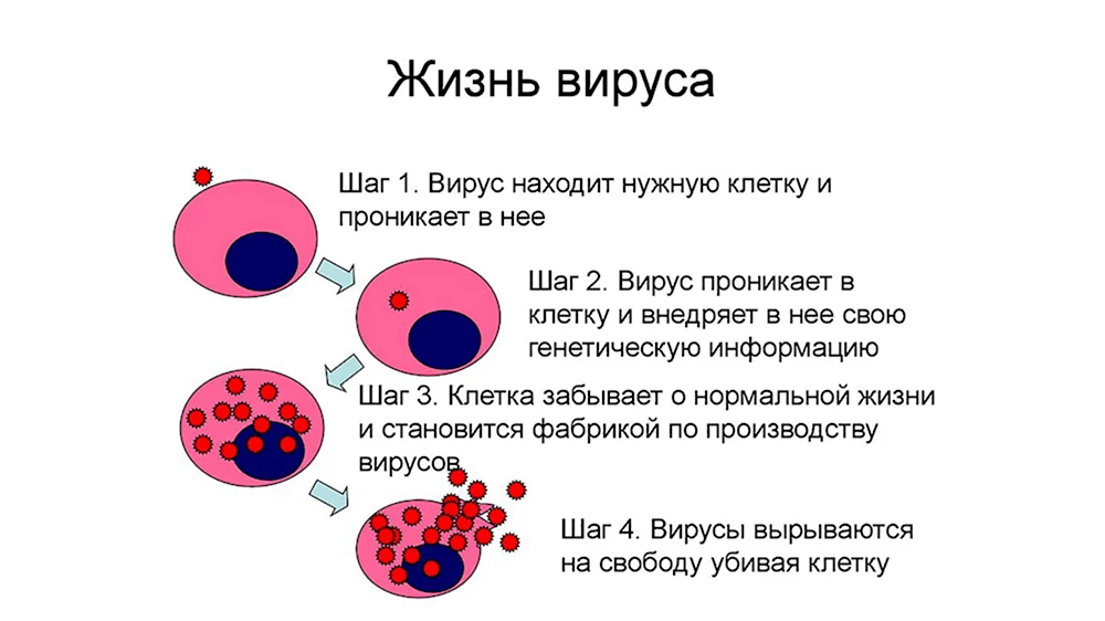 Как вирус заражает клетку