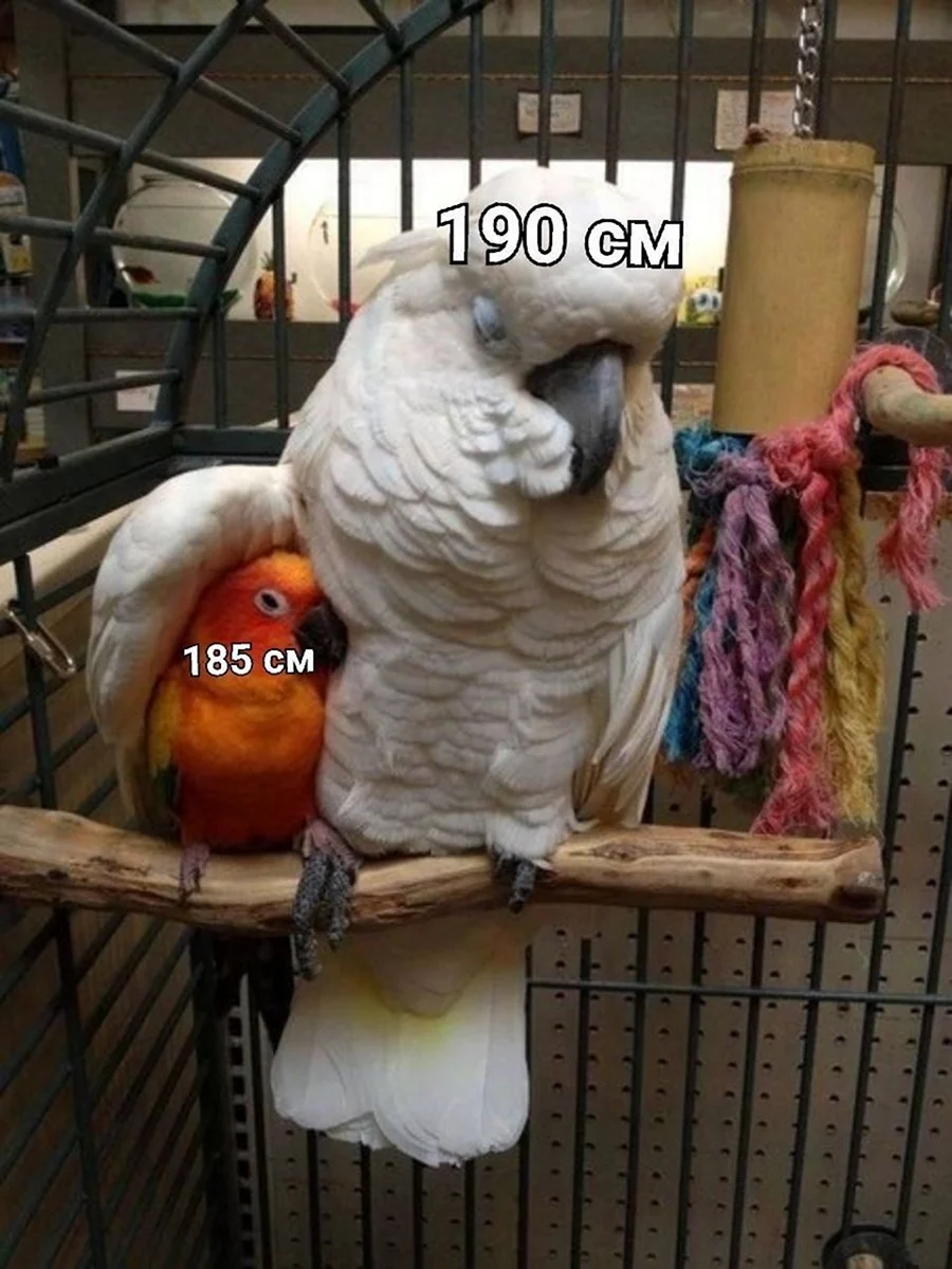 Какаду и волнистый попугай