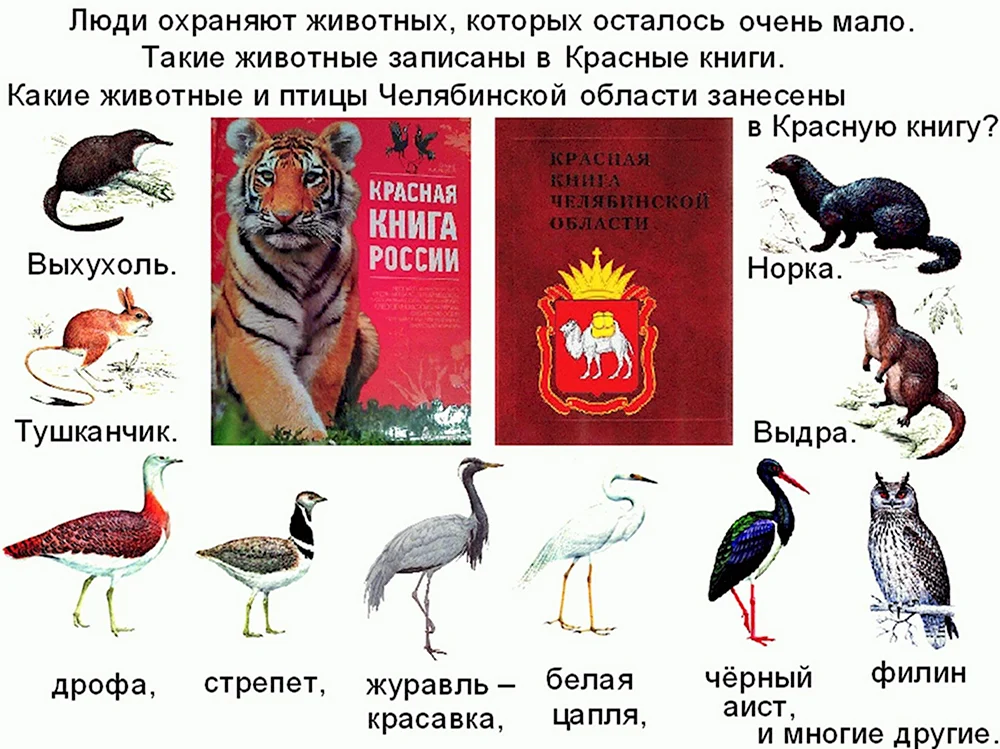 Какие животные занесены в красную книгу