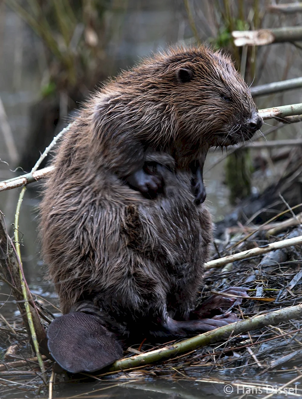 Канадский Бобр Castor canadensis