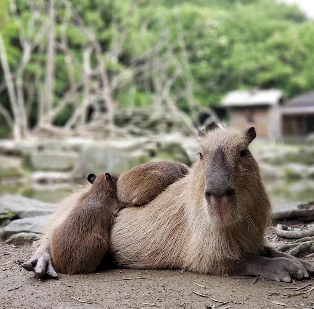 Капибара