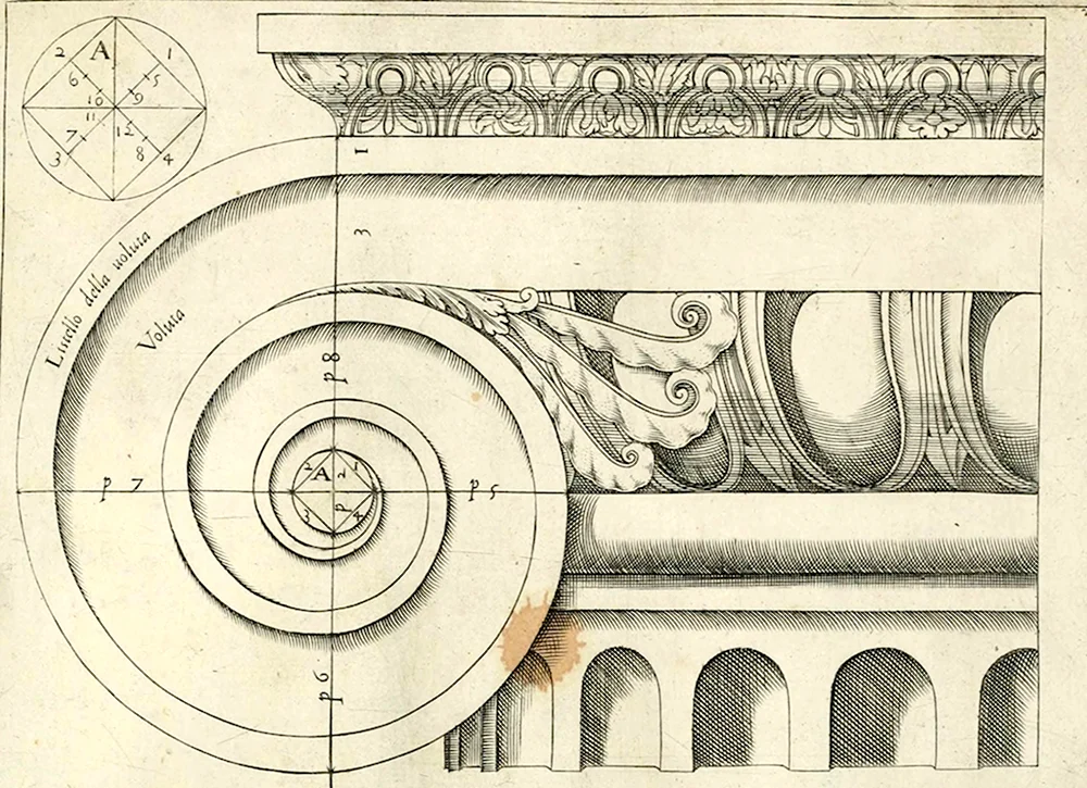 Капитель Ионического ордера чертеж