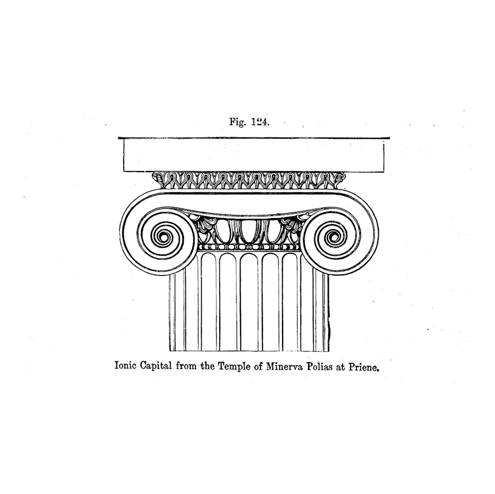 Капитель Ионического ордера чертеж