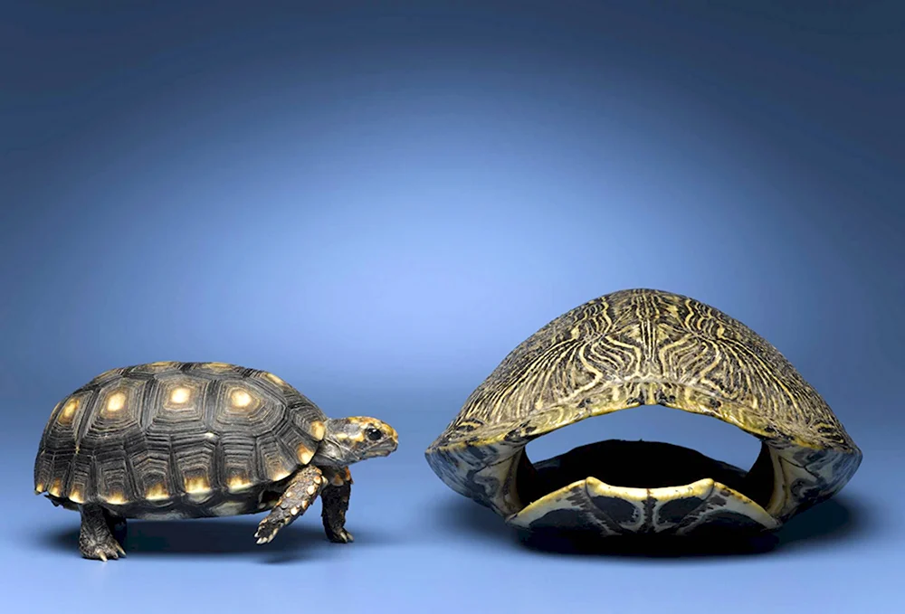 Карапакс у черепахи