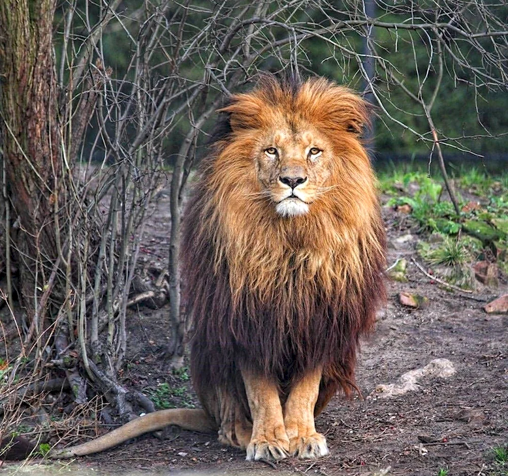 Карликовый Лев