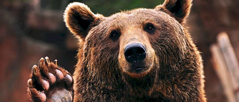 Картинки медведя на аватар
