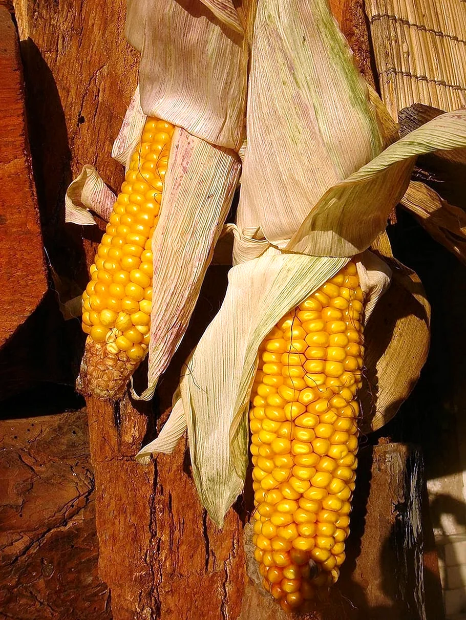 Карузо кукуруза