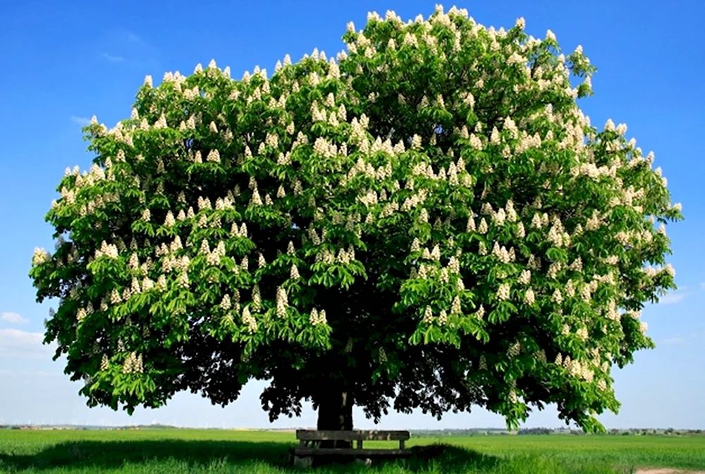 Дерево высшего сорта. Каштан конский (Aesculus). Каштан конский baumannii. Каштан дарахти. Карликовый каштан.