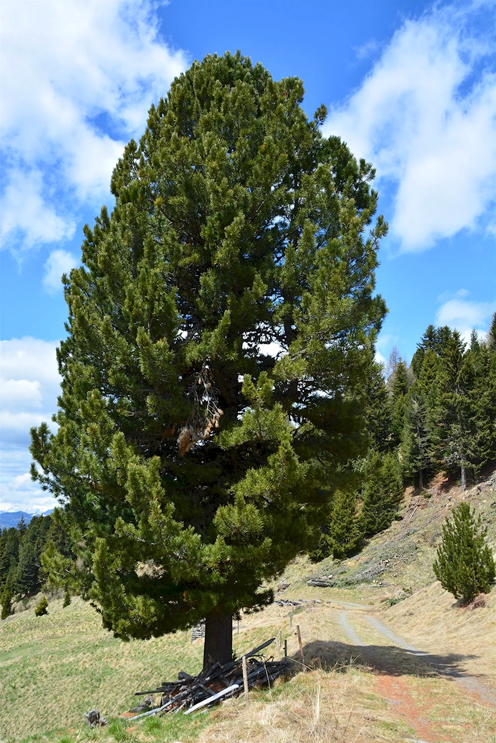 Кедр Сибирский Pinus sibirica