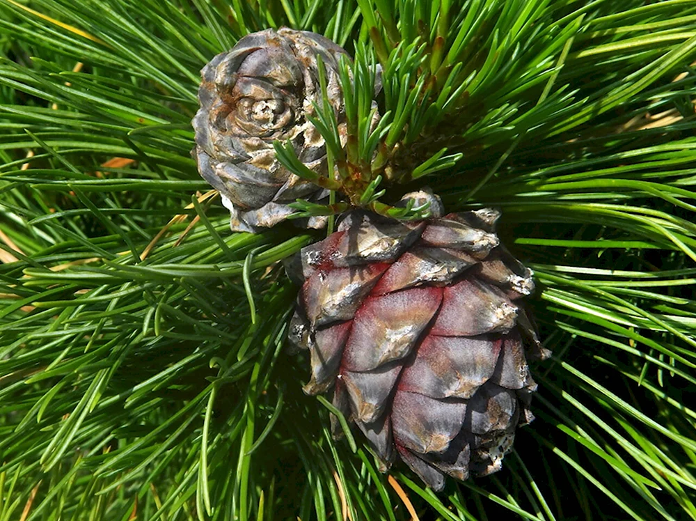 Кедр Сибирский Pinus sibirica