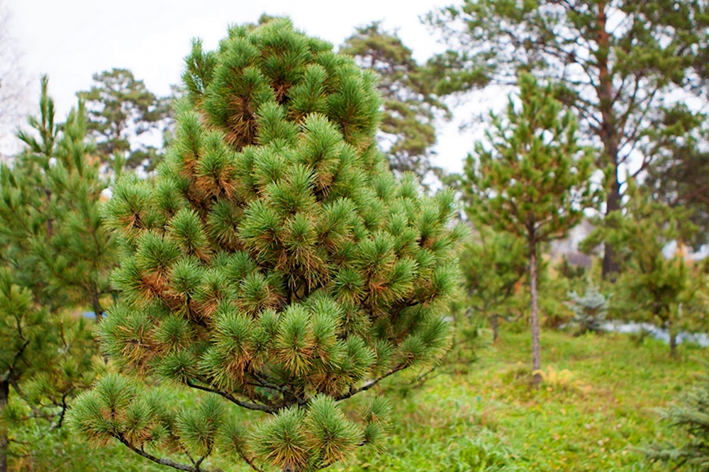 Кедр Сибирский Pinus sibirica