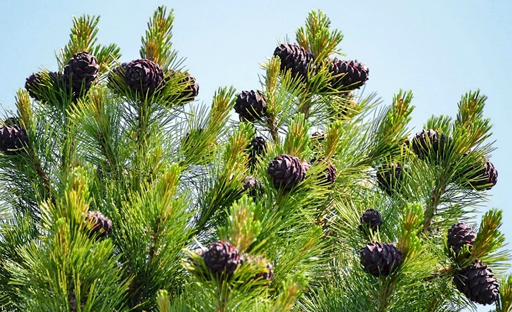 Кедр Сибирский Pinus sibirica