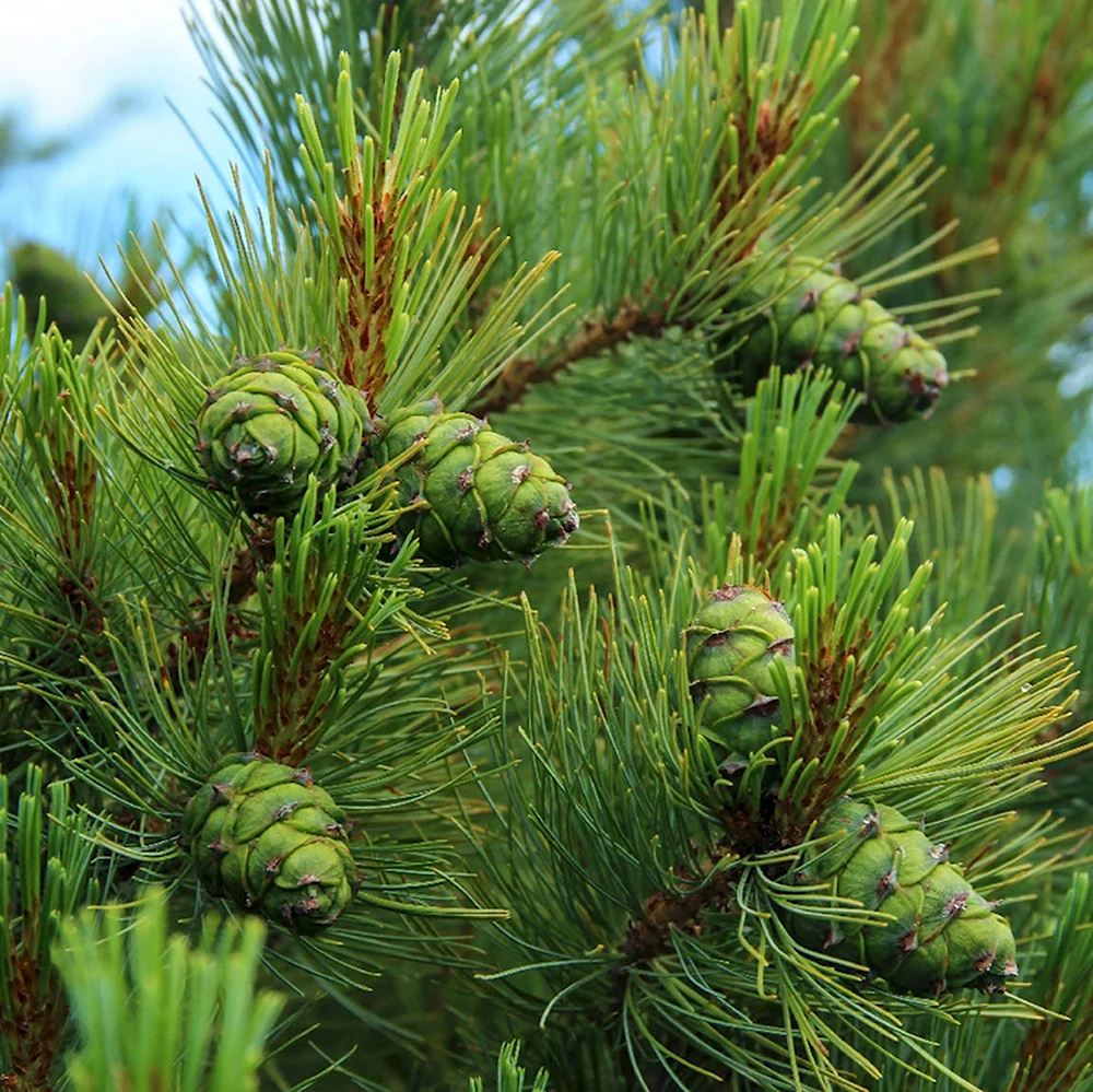 Кедр Сибирский Pinus sibirica