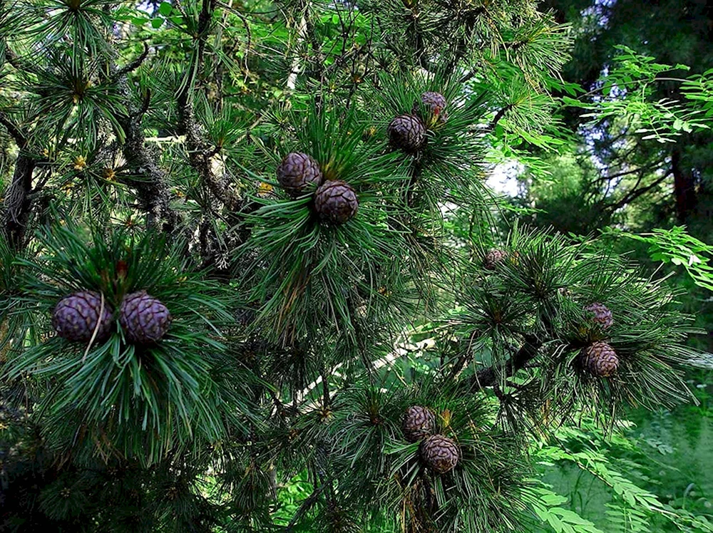 Кедр Сибирский Pinus sibirica