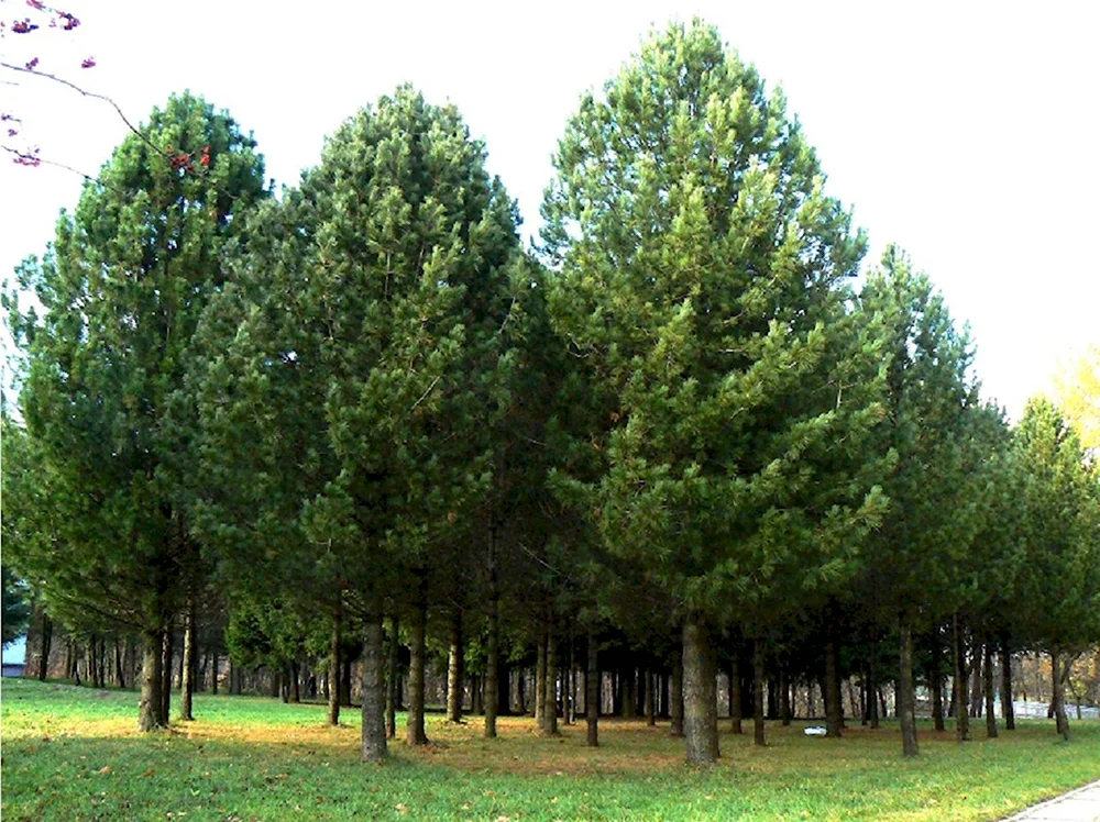 Кедр Сибирский Pinus sibirica. Сосна Сибирская Pinus sibirica. Сосна Кедровая Pinus sibirica. Сосна Кедровая крупномер.