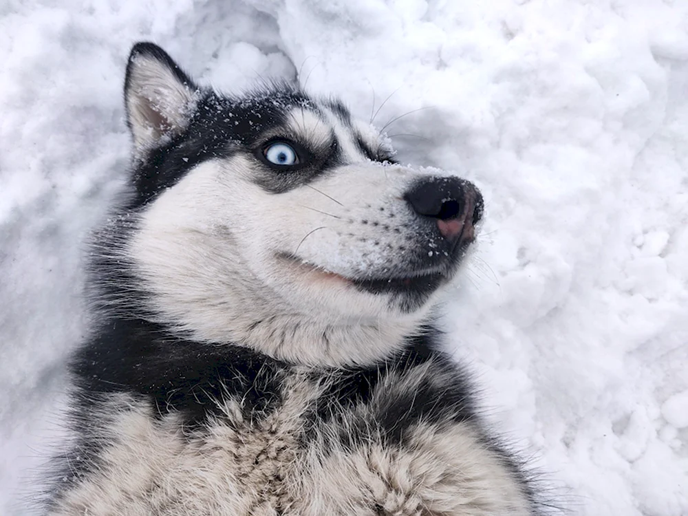 Хаски