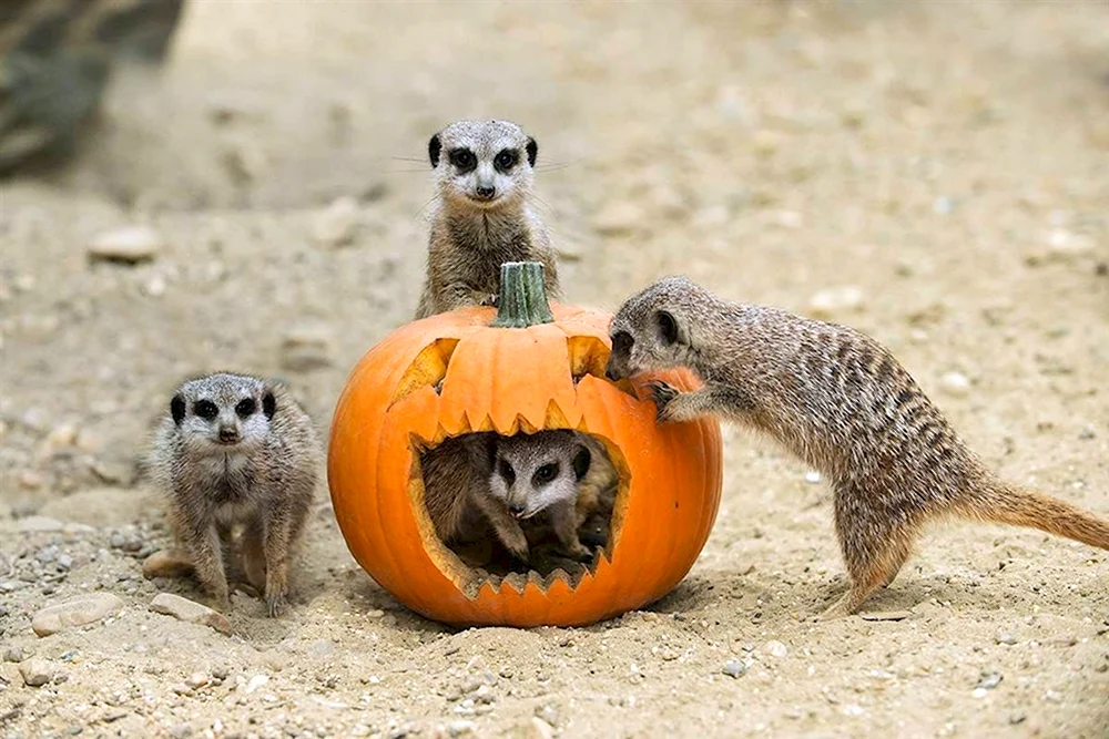 Хэллоуин животные