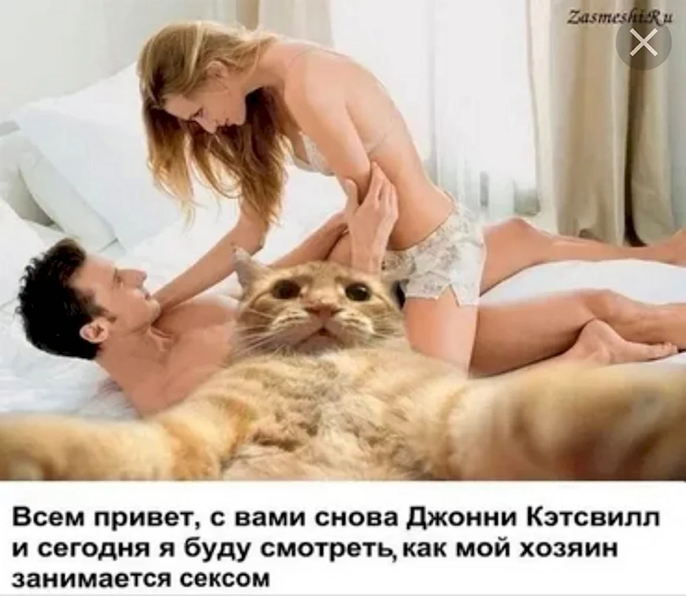 Ххх коты