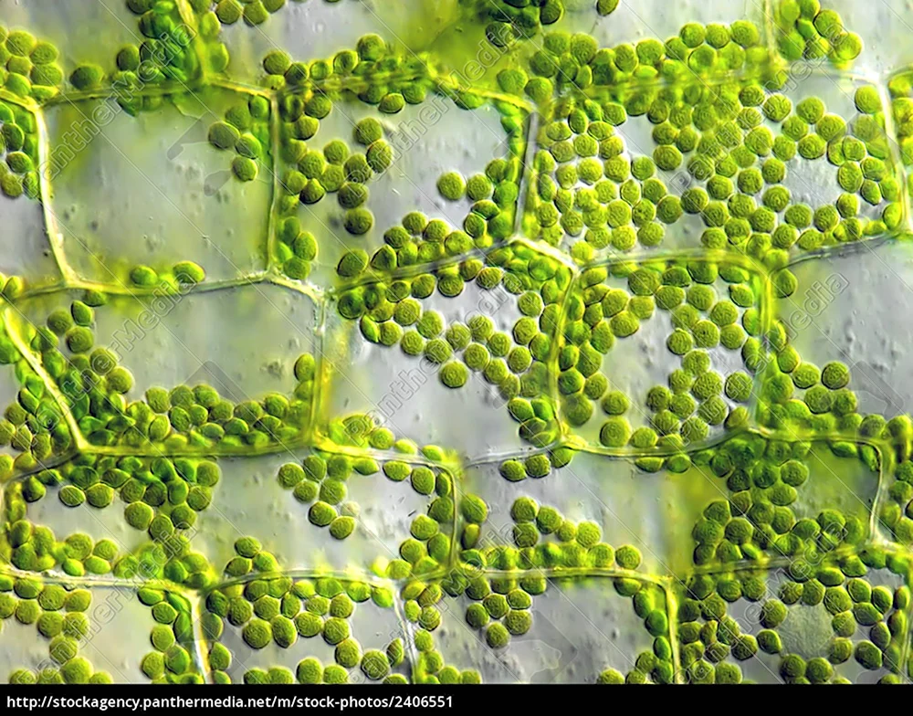 Хлорофилл микроскоп