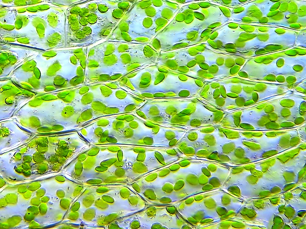 Хлорофилл в клетках растения