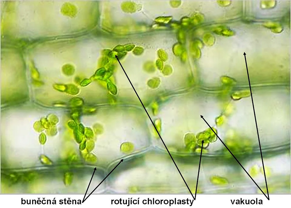 Хлоропласты элодеи