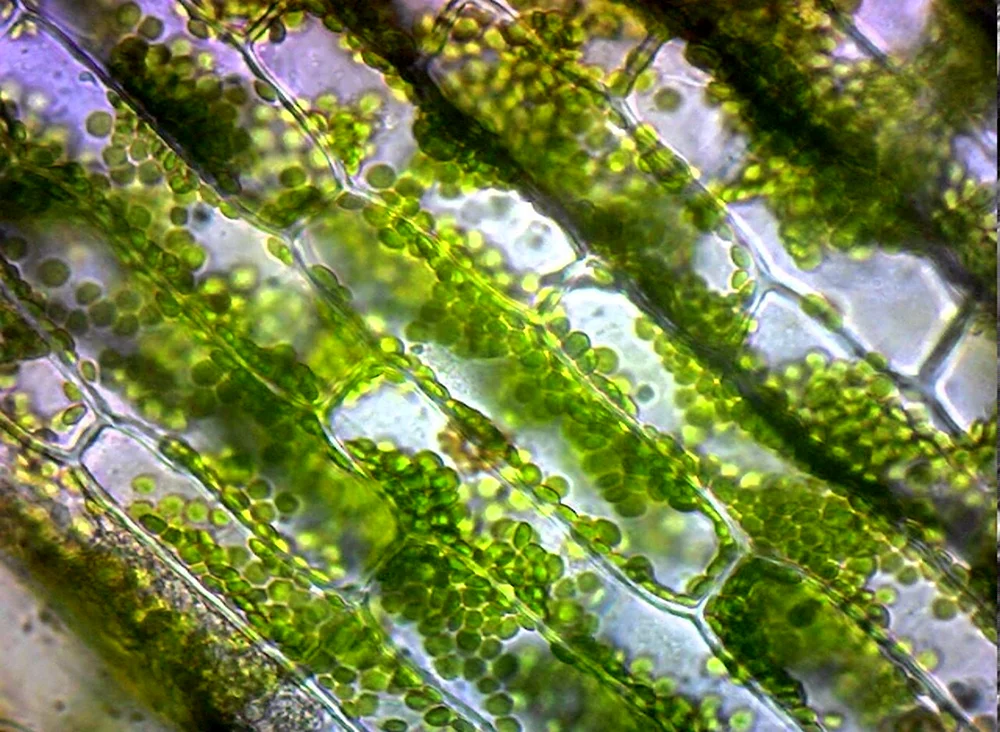 Хлоропласты элодеи