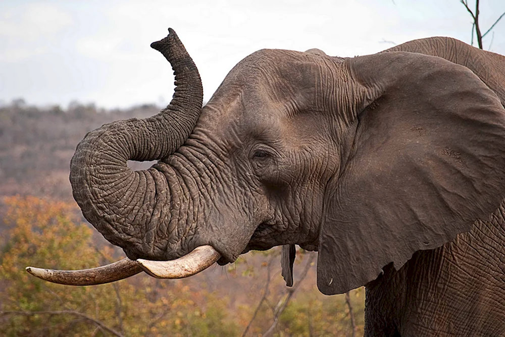 Хобот африканского слона