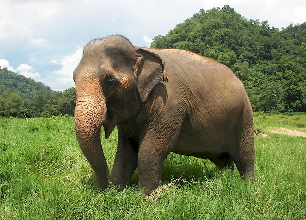 Хоботные индийский слон