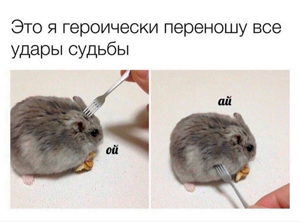 Meme coin как открыть в хомяке. Хомяк Ой. Ай Мем с хомяком. Это я стойко переношу удары судьбы. Хомячок с вилкой ай.