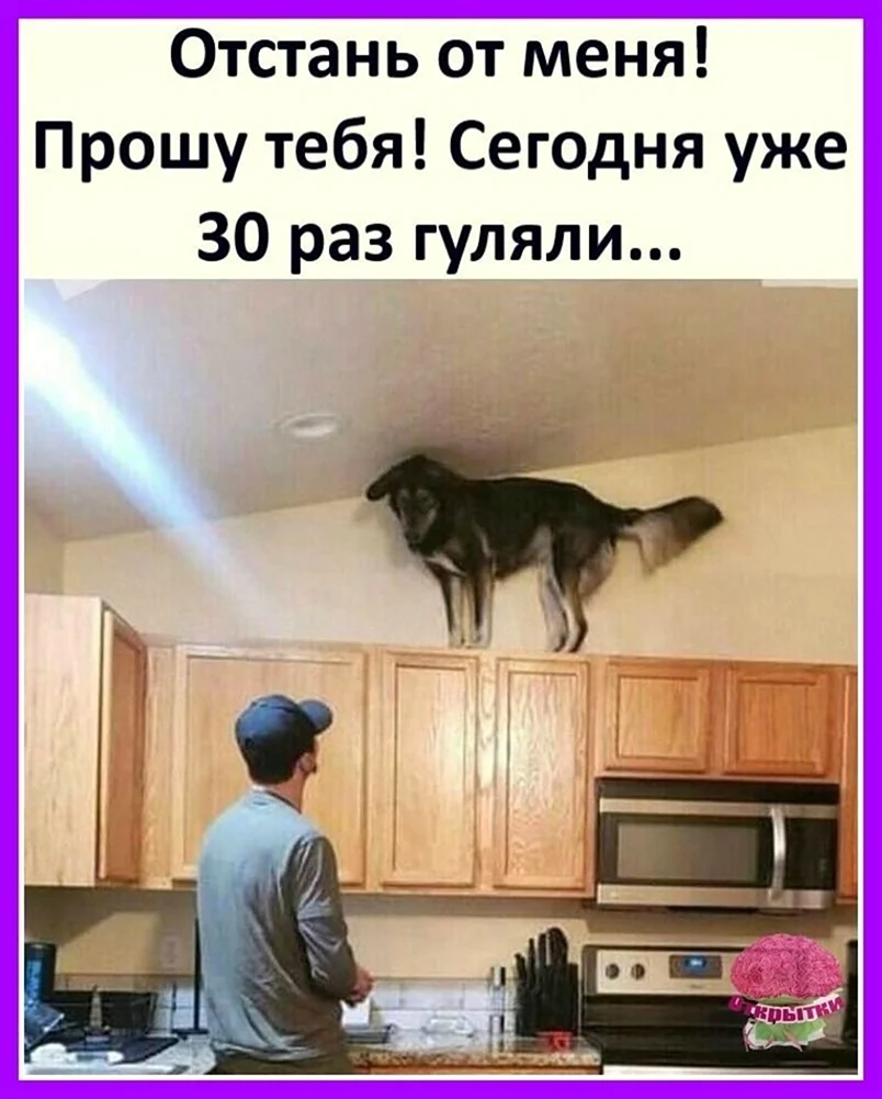 Хозяин прикол