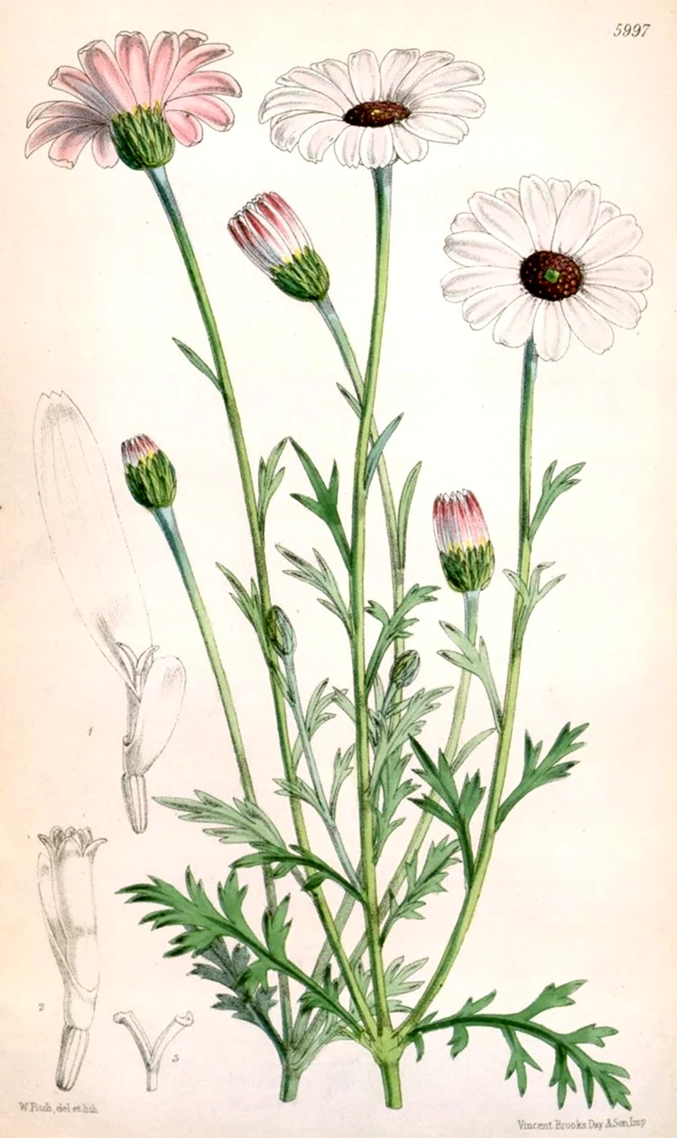 Хризантема Ботаническая иллюстрация