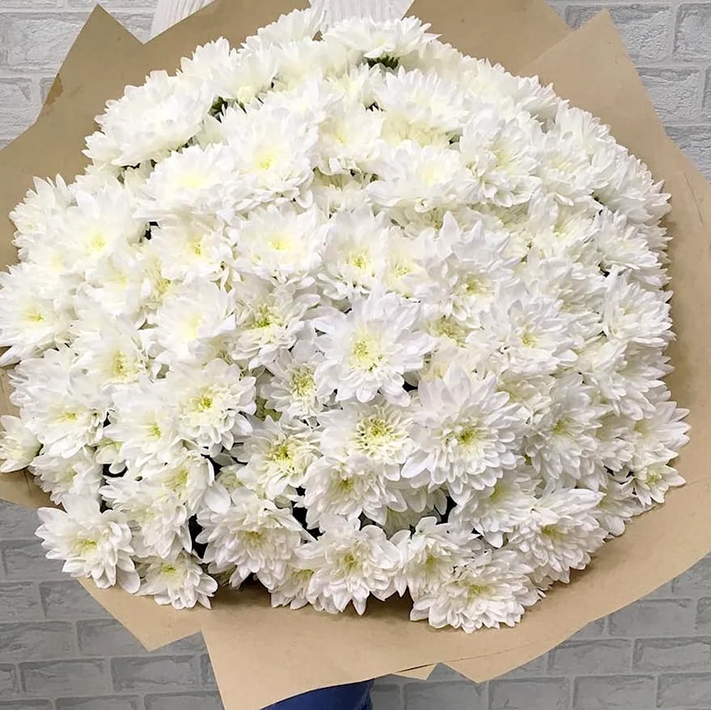 Хризантема кустовая Алтай белая
