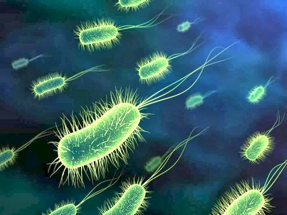 Кишечная палочка Escherichia coli