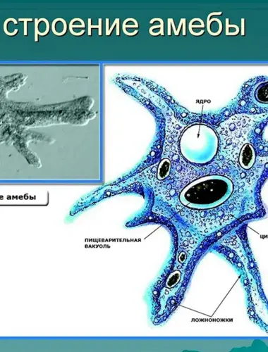 Класс Саркодовые амёба обыкновенная