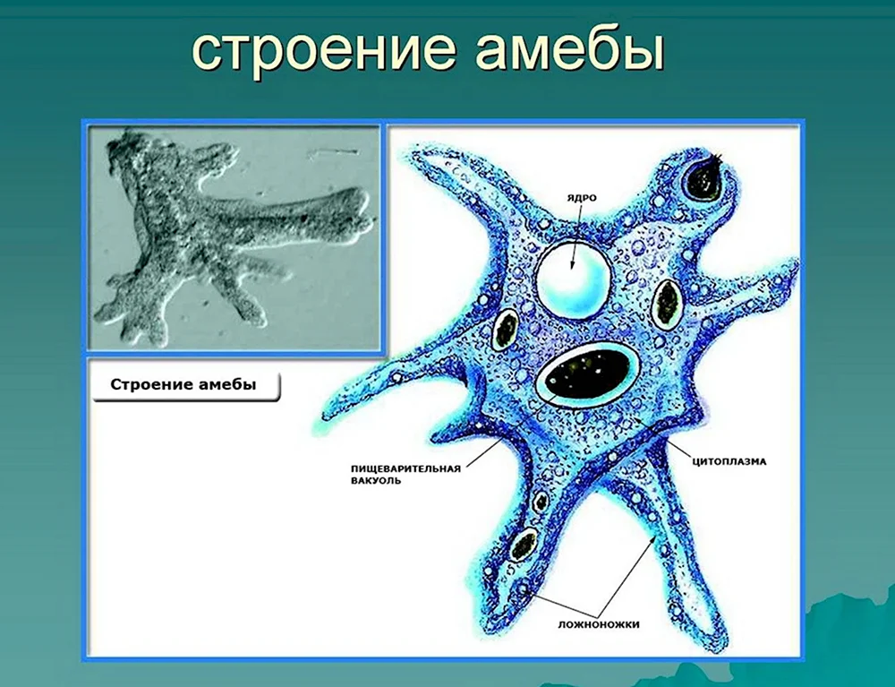 Класс Саркодовые амёба обыкновенная