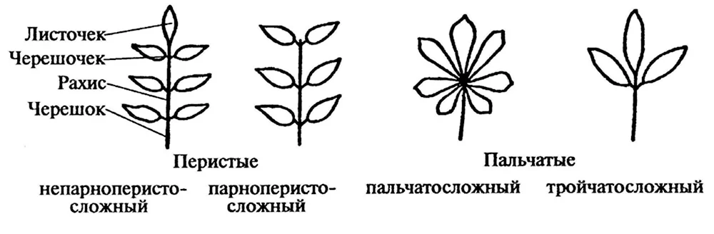 Классификация сложных листьев