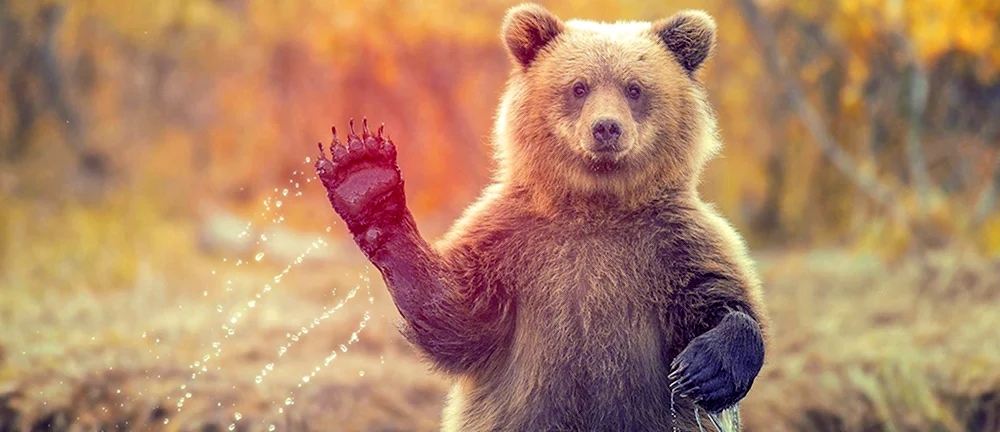 Классный медведь
