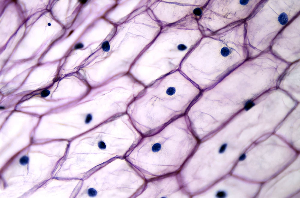 Клетка кожицы лука в световой микроскоп