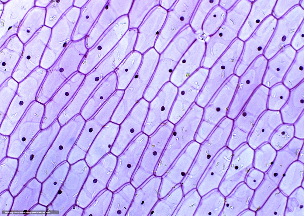 Клетки чешуи лука под микроскопом