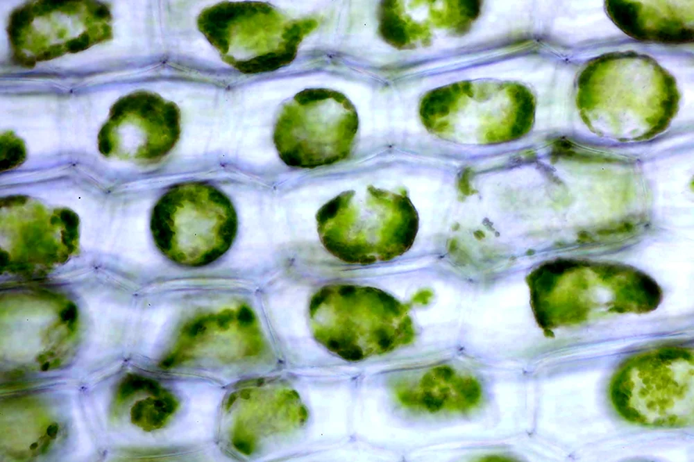 Клетки огурца под микроскопом