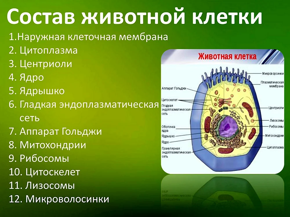 Клеточный центр —аппарат Гольджи —митохондрии