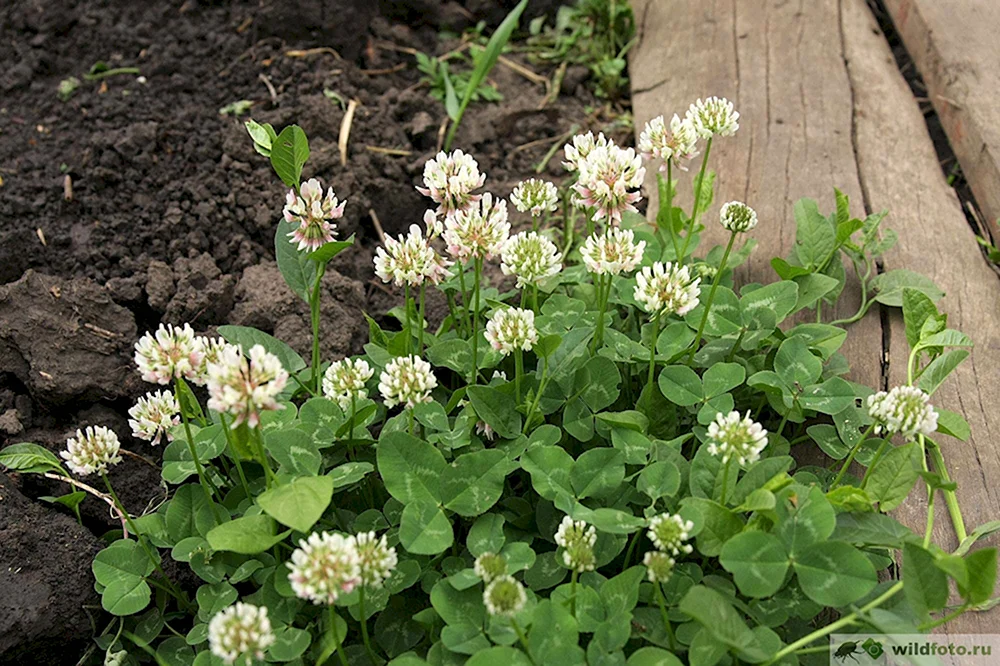 Клевер ползучий (Trifolium repens). Клевер белый ползучий. Клевер ползучий белый Trifolium repens. Клевер стелющийся.