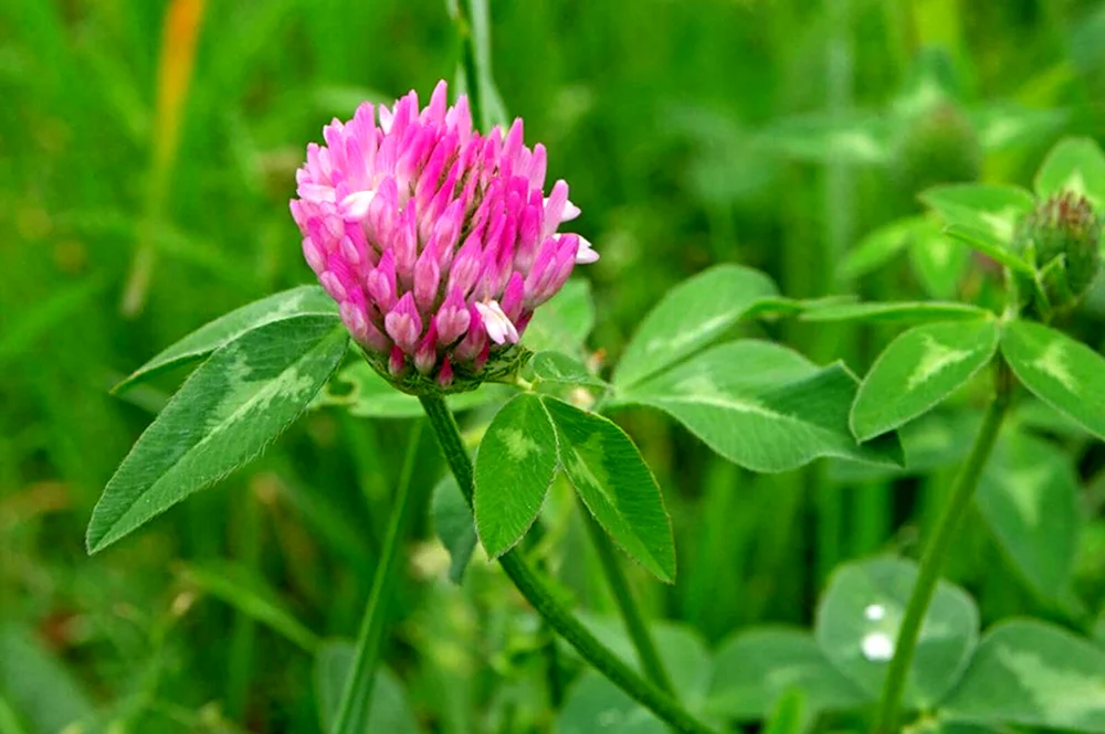 Клевер Луговой Trifolium praténse