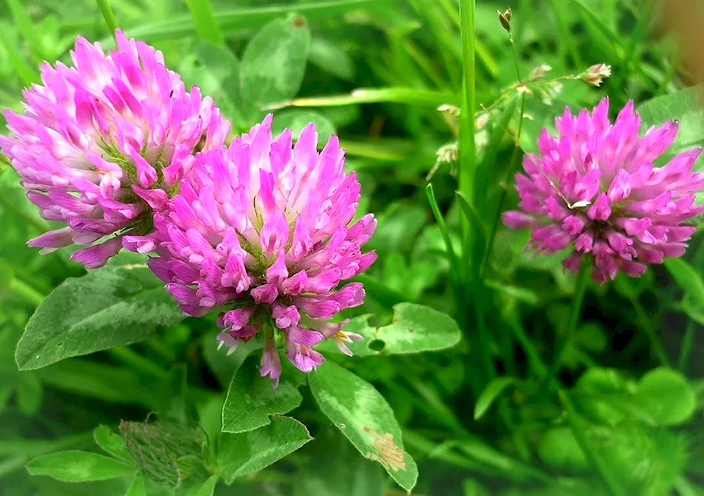 Клевер Луговой Trifolium pratense