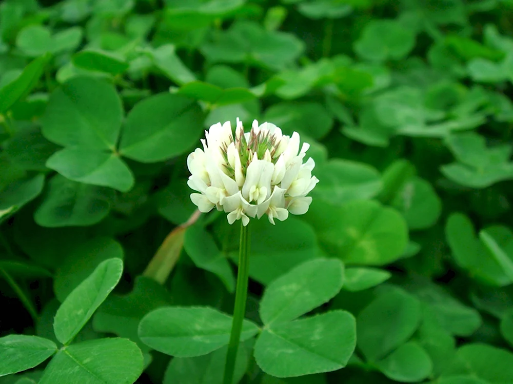 Клевер ползучий Trifolium repens