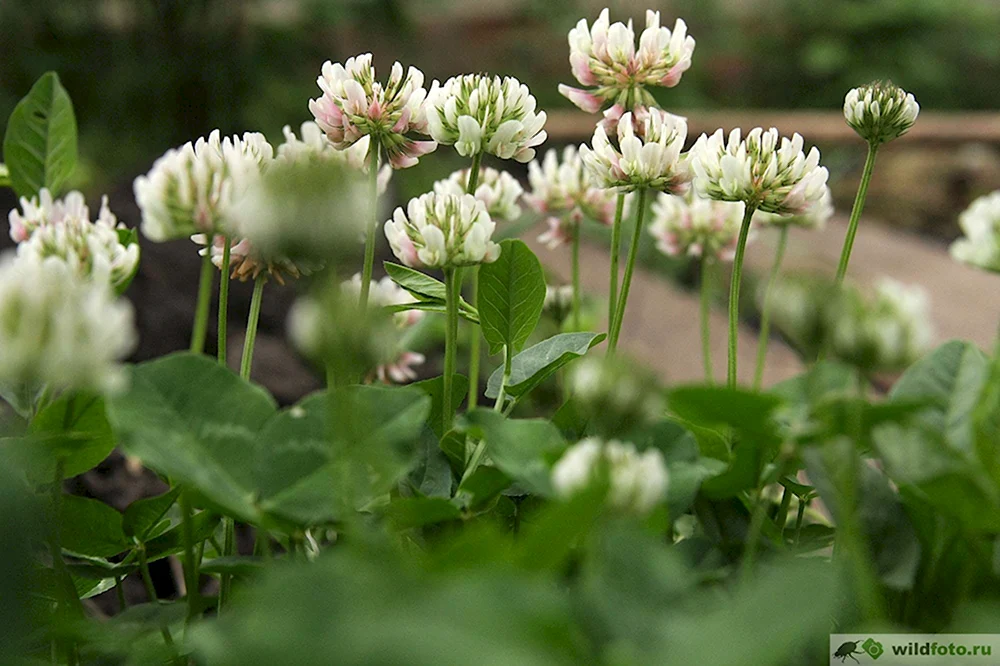 Клевер ползучий Trifolium repens