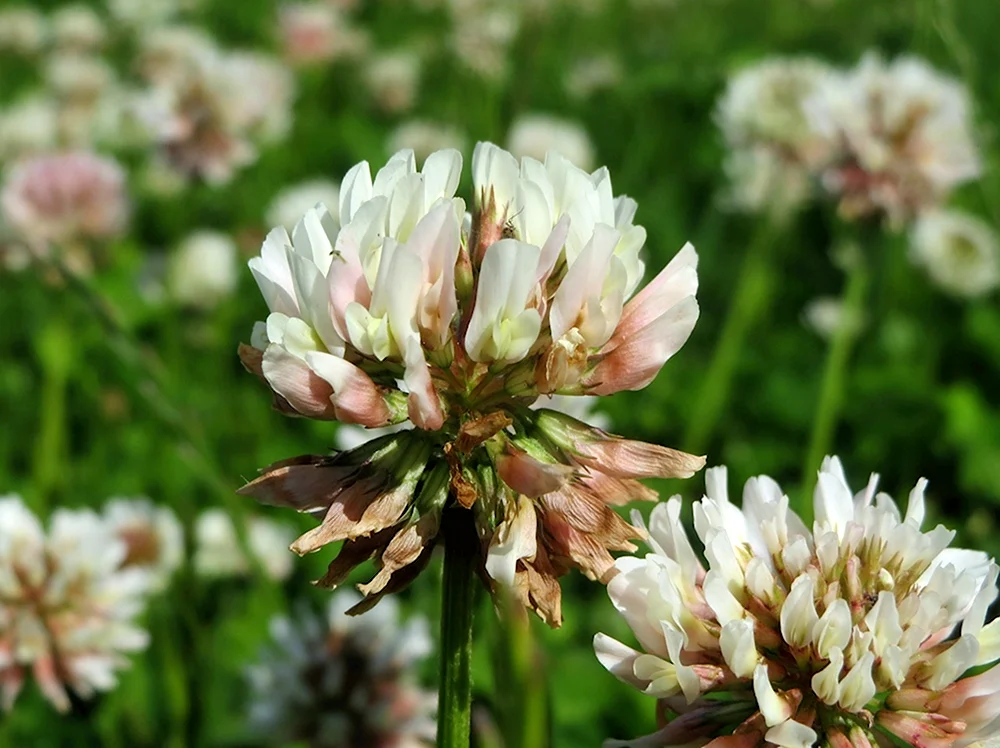 Клевер ползучий Trifolium repens