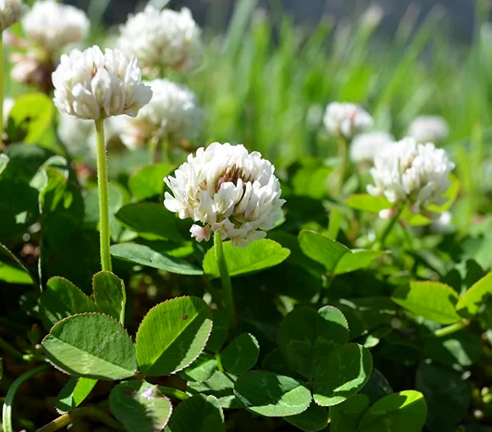 Клевер ползучий Trifolium repens